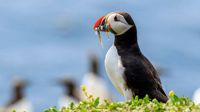 Wildlife watching in the UK: puffins on Lundy Island